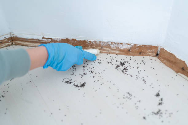 Best Wasp Removal Services  in Painesville, OH